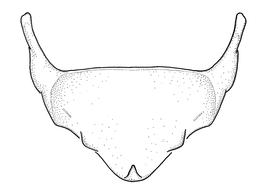   Anthidium sonorense  male, diagram showing ventral view of sixth sternum (S6), diagram from Gonzalez and Griswold 2013 
